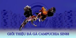 Chọi gà Campuchia chuyên nghiệp, an toàn nên được nhiều hội viên yêu thích